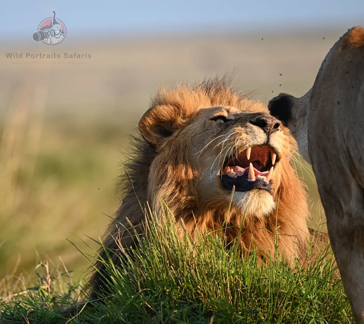 Affectionate Male lion Kenya honeymoon Safaris