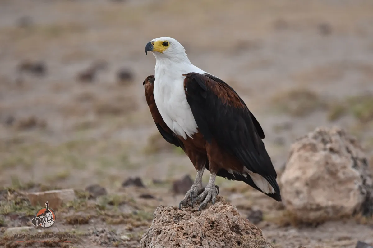 9 Days Best Kenya Safari Adventure Trip