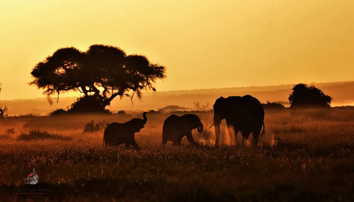 Amboseli National Park
