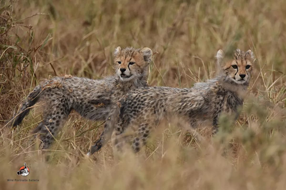 8 Days Best Kenya Family Safari and Beach Holiday