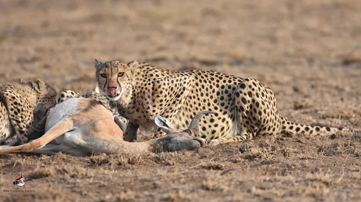 10 Days Kenya Photo Safari Adventure