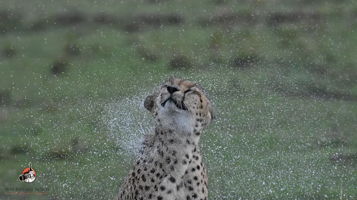 Kenya wildlife Safari