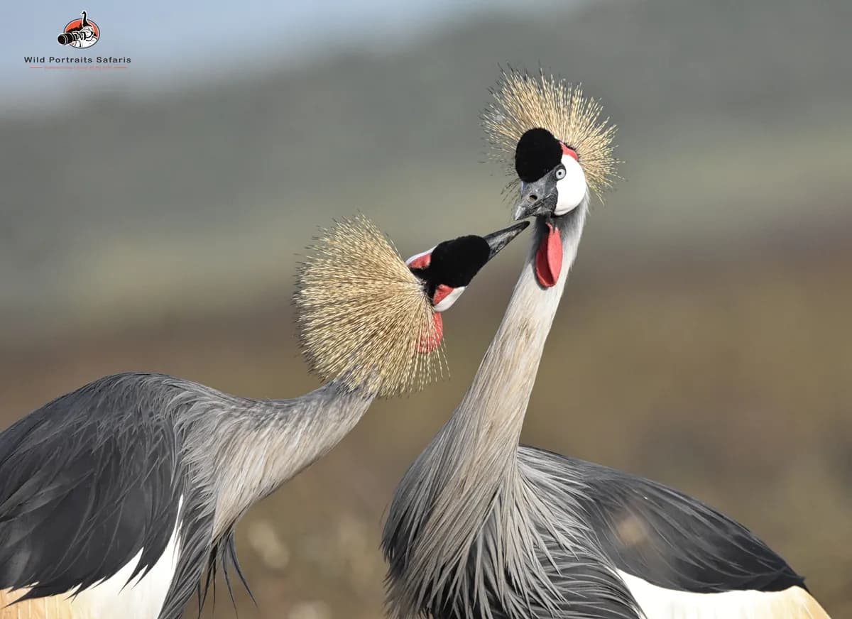 10 Days Premier Kenya Adventure Safari Trip