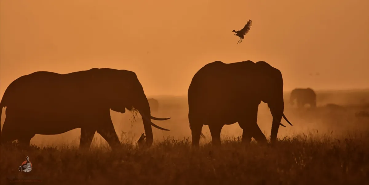 Kenya Photo Safari Amboseli 5 Days