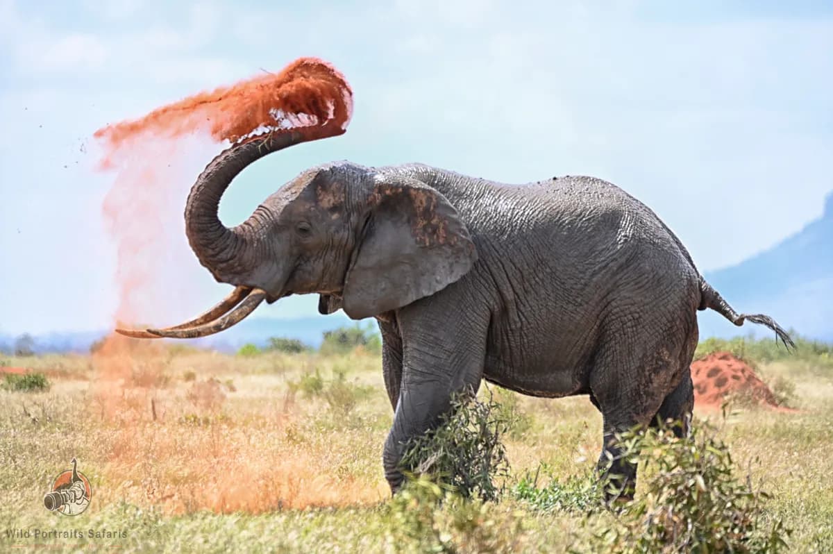 elephant dust bathing captured on a privately guided game drive at Tsavo East