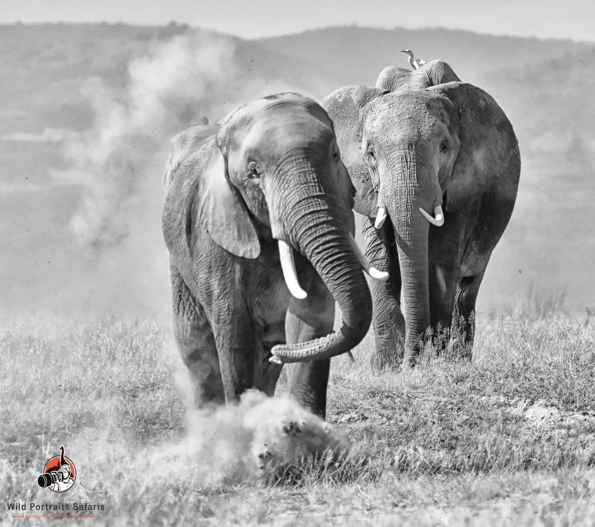 Africa Safari Kenya and Tanzania 7 Days