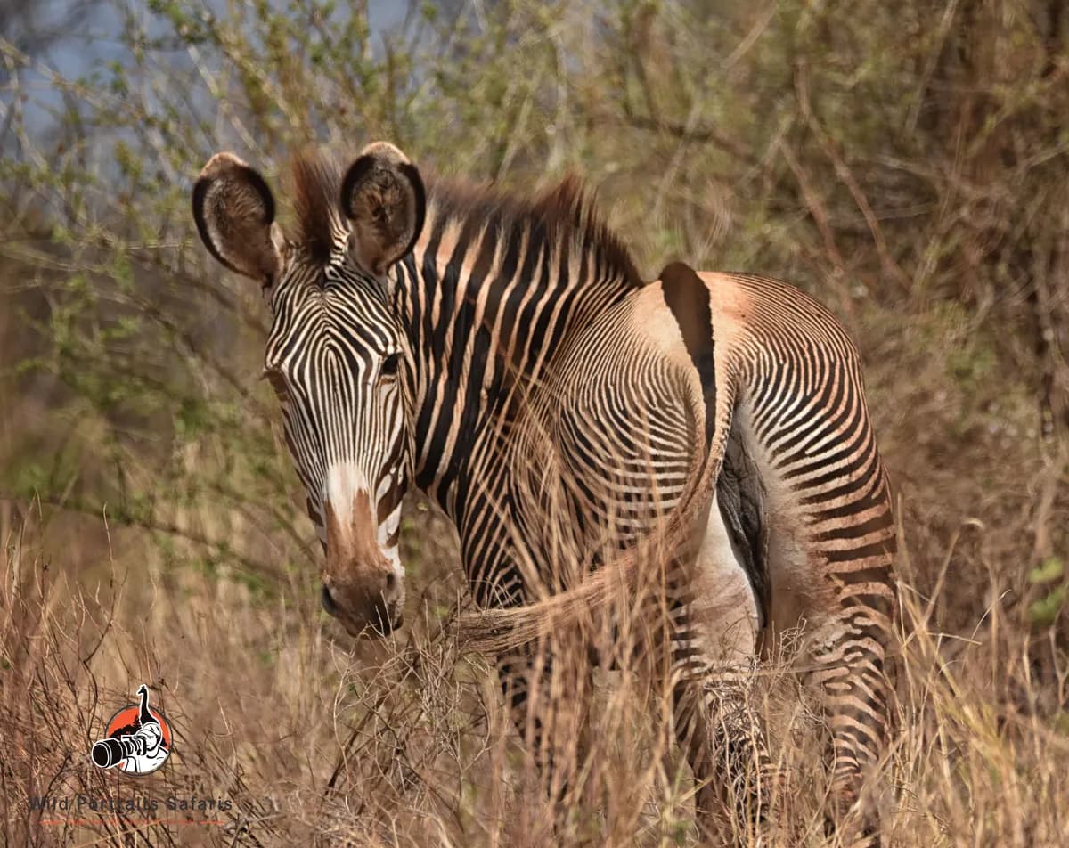 Exquisite 3 Days Safari in Samburu Kenya