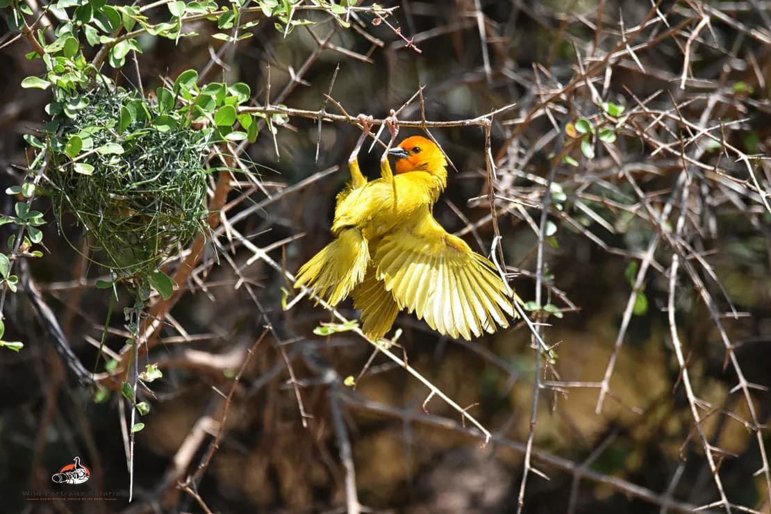 3-Day Samburu Safari Adventure | Explore Kenya’s Wild North