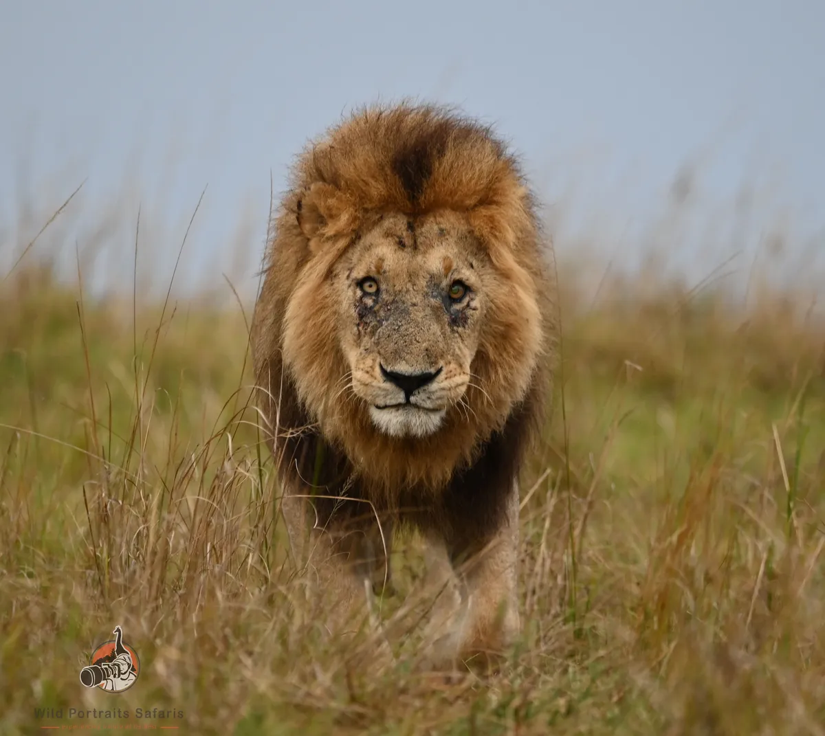 Male lion at Masai Mara on Best time for Indians to travel to Kenya