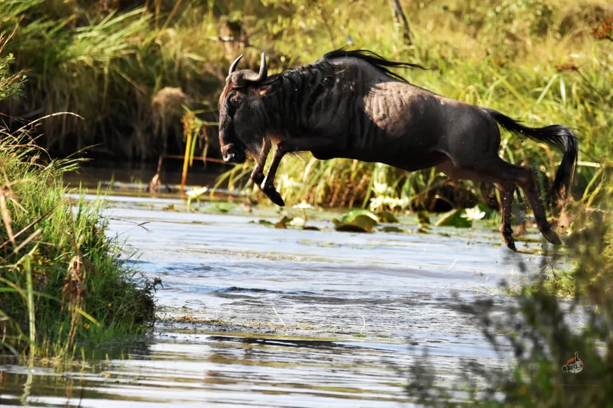Western White-bearded Wildebeest captured during the great migration in Masai Mara
