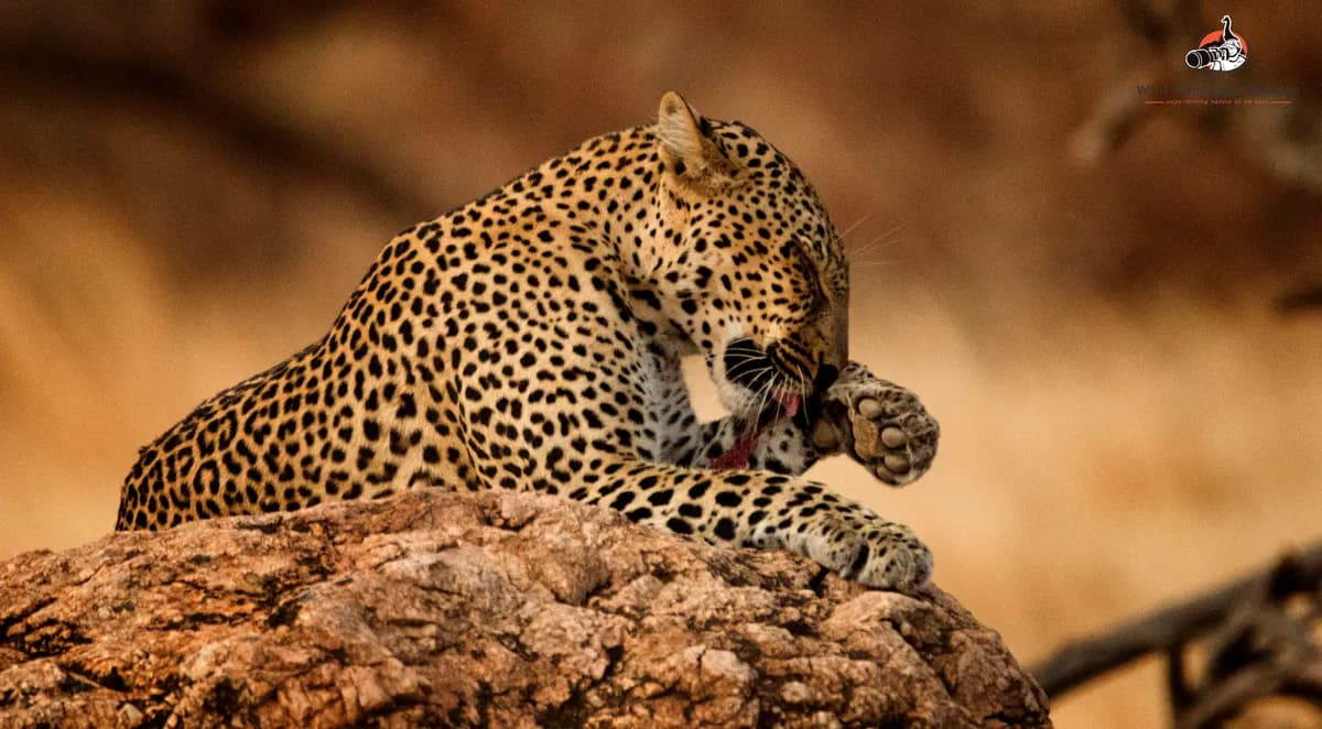 6 Days Premier Kenya Safari vacation