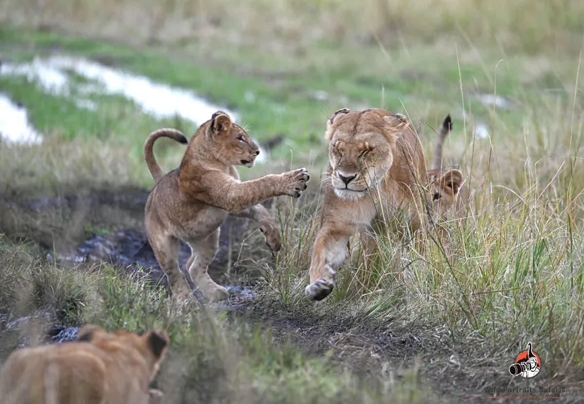 8 Days Kenya Wildlife Photography Safari | Amboseli, Nakuru, Maasai Mara