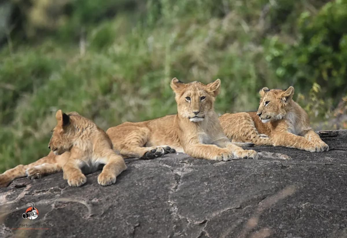 6 Days Best African Lions Safari and Rhinos