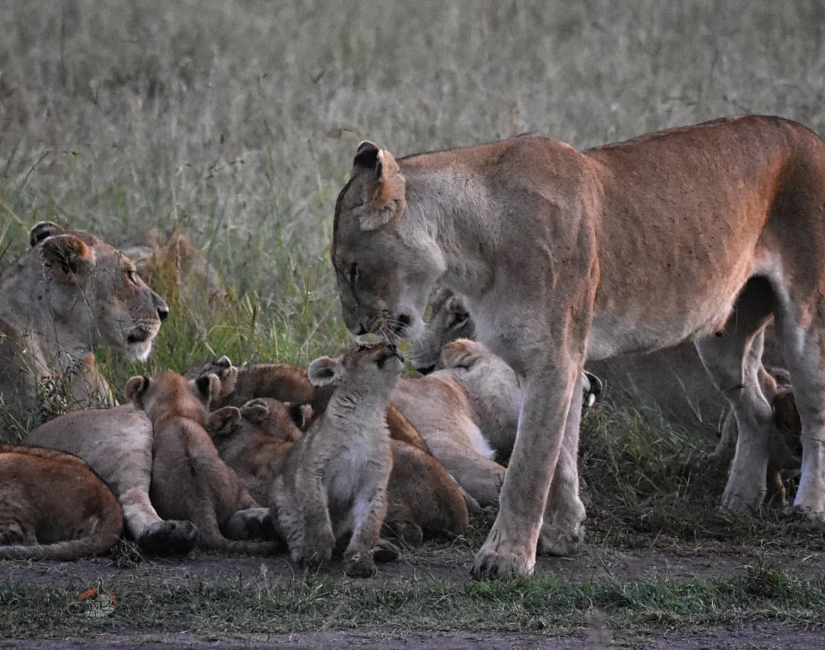 7 Days Best Kenya Family Safari Adventure