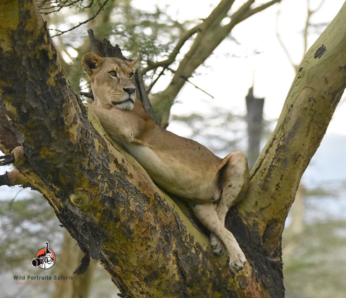 Lake Manyara National Park Safari Experience | Explore Tanzania's Hidden Gem