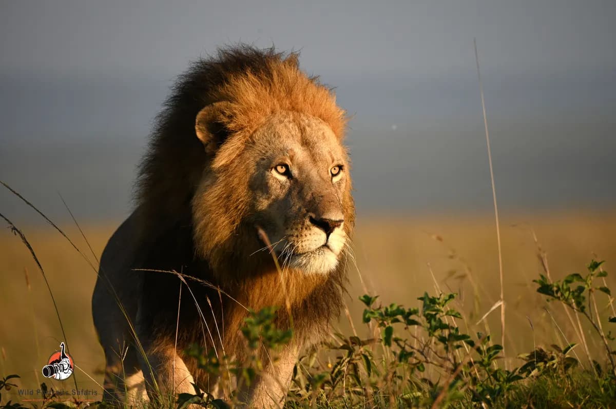 Male lion golden hour Kenya wildlife photography Safaris