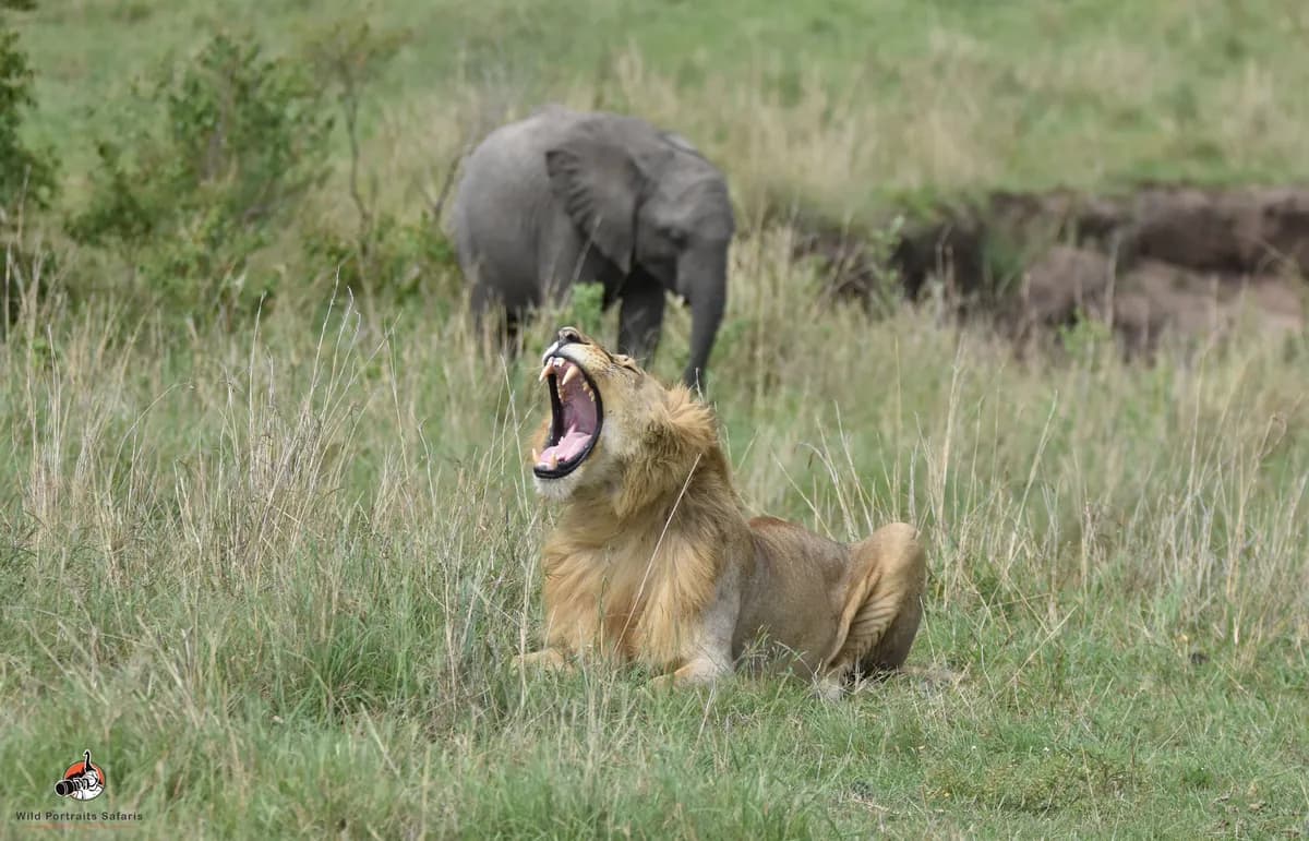 12 Days Africa Big Cats and Elephant Safari