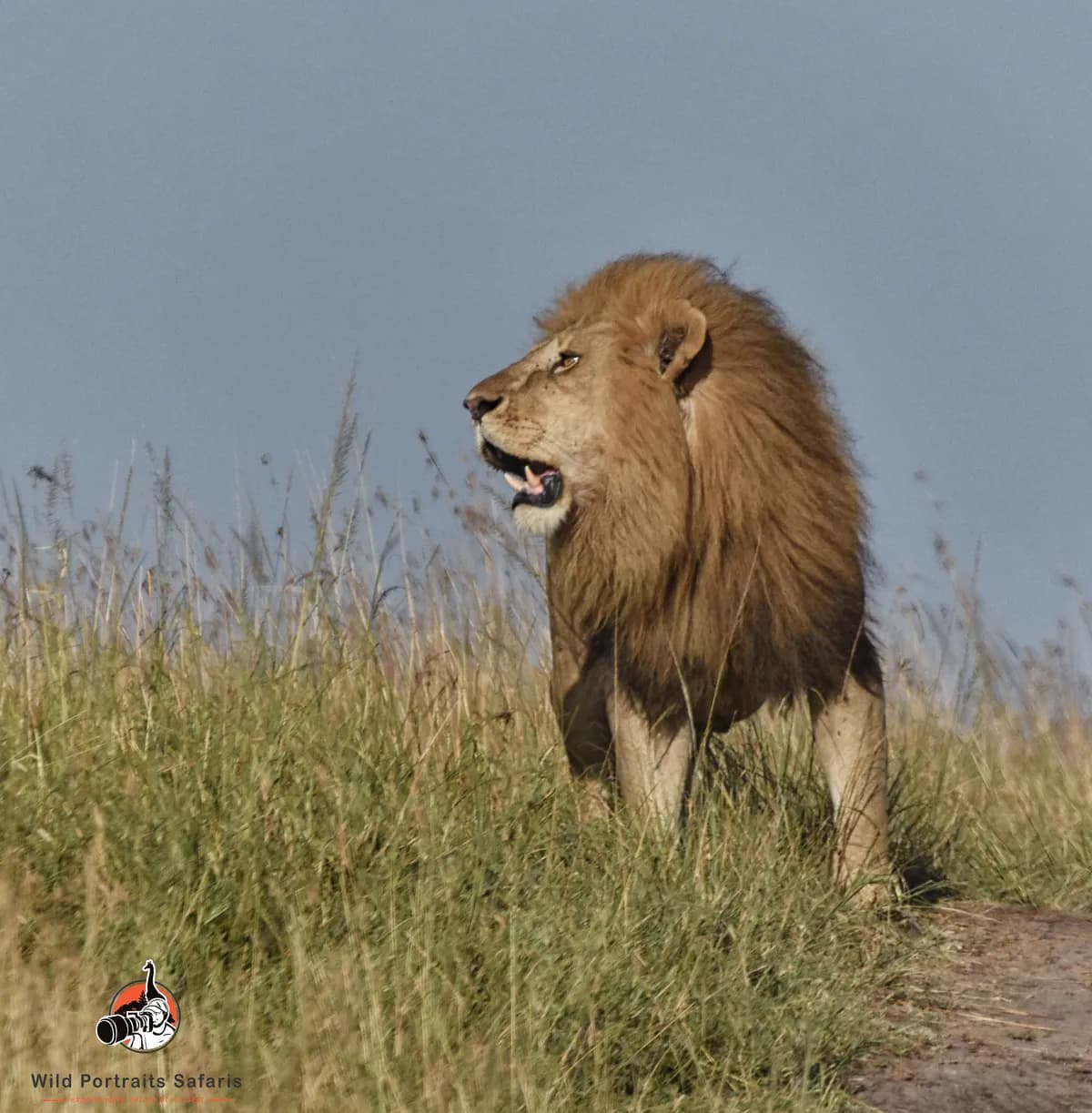 Serengeti National Park Tanzania | Safari Adventures & The Great Migration
