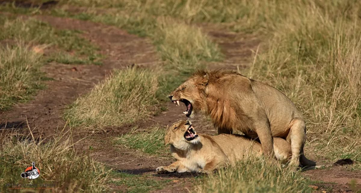 7-Day Big Five Kenya Safari for Couples from India