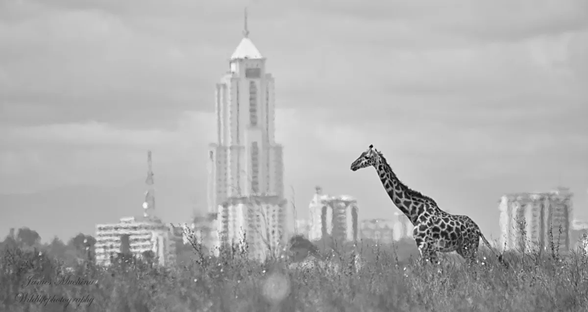Nairobi City, Kenya | Culture, Wildlife & Urban Adventure