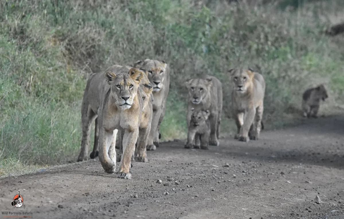 Lake Nakuru National Park | Wildlife & Scenic Safaris in Kenya