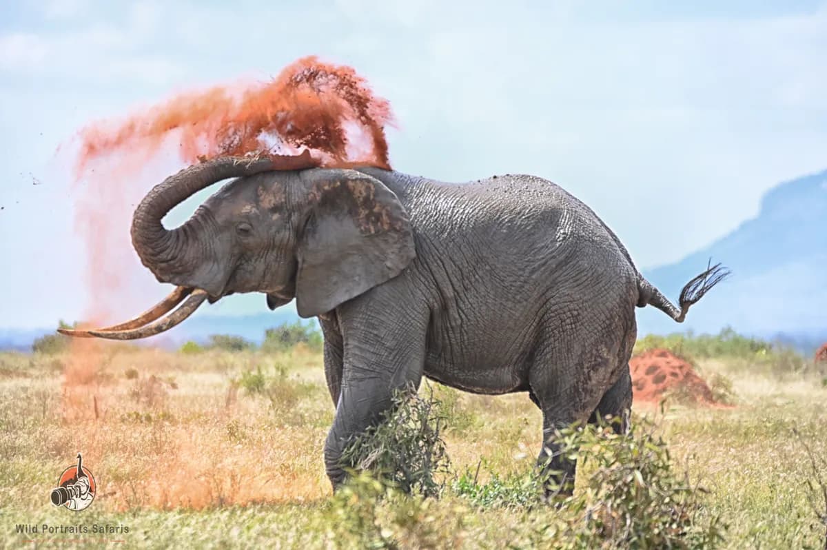 Tsavo East National Park Safari | Red Elephants & Rustic Kenya