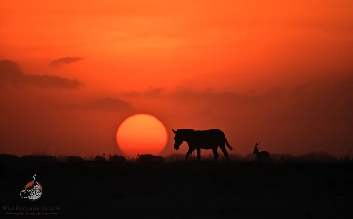 Sleep Under the Samburu Night Sky |Luxury Starbed Experience at Soroi Larsens Camp