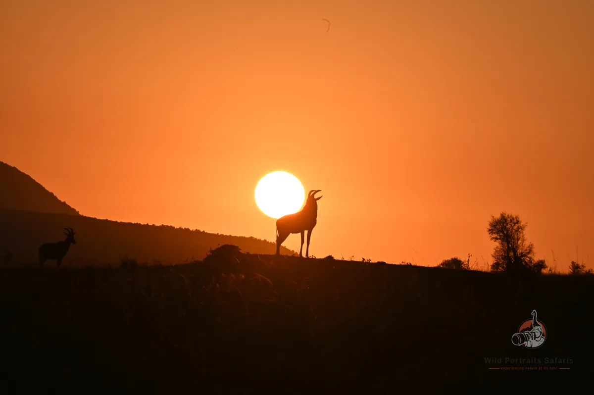 Topi at Sunrise captured during an early morning game drive on anAfrica photo Safari