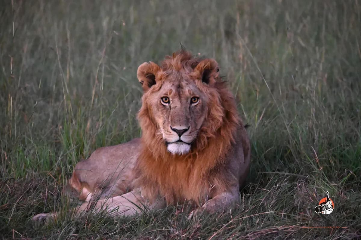 Male lion Kenya Honeymoon Safari for Indian Couples |private Safaris