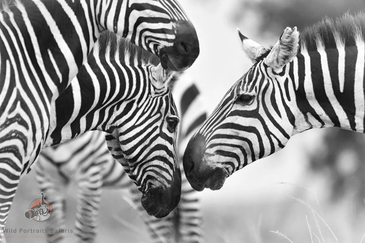 Aberdare National Park, Kenya | Wildlife, Waterfalls & Scenic Beauty